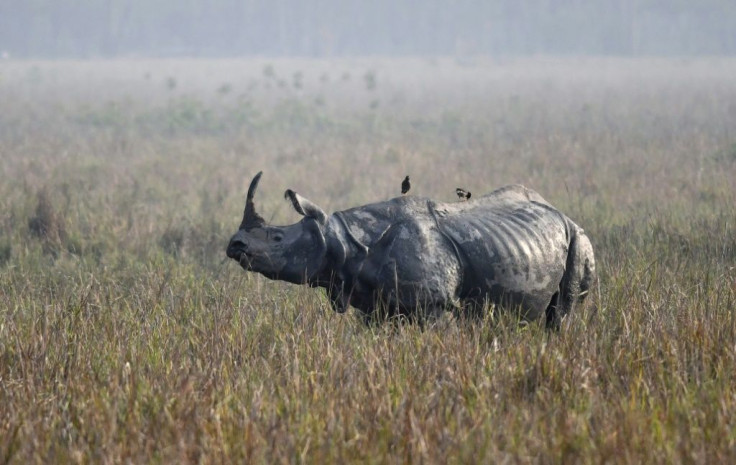 Hunting and habitat loss have slashed the number of one-horned rhinos to just a few thousand, almost all in the northeastern Indian state of Assam