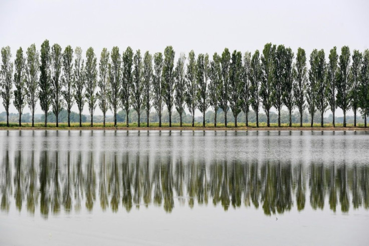 A ricefield in Robbio, northern Italy -- consumption has soared during the coronavirus pandemic while China wants to import Italian varieties too