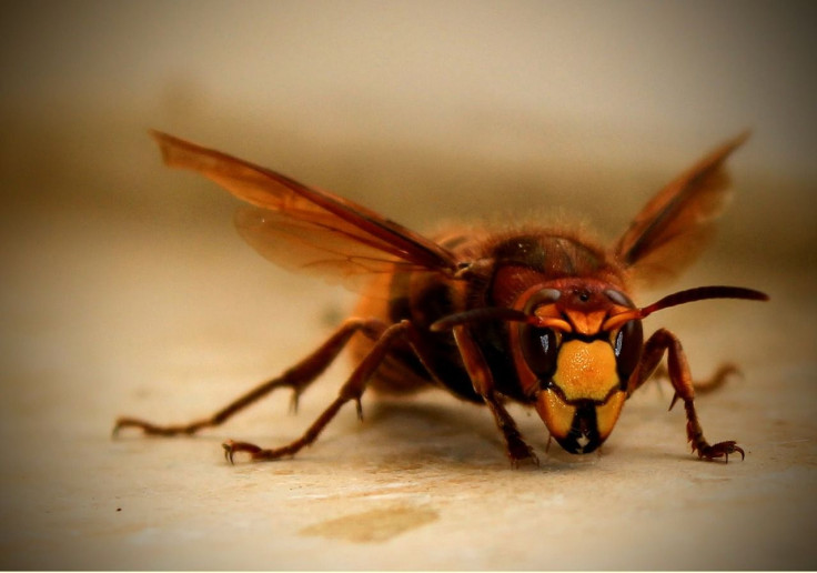 man in spain dies after murder hornet stings him