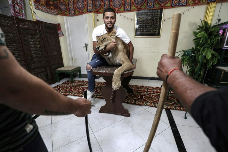 Egyptian lion tamer Ahsraf el-Helw poses with his lioness Joumana at his home in Cairo