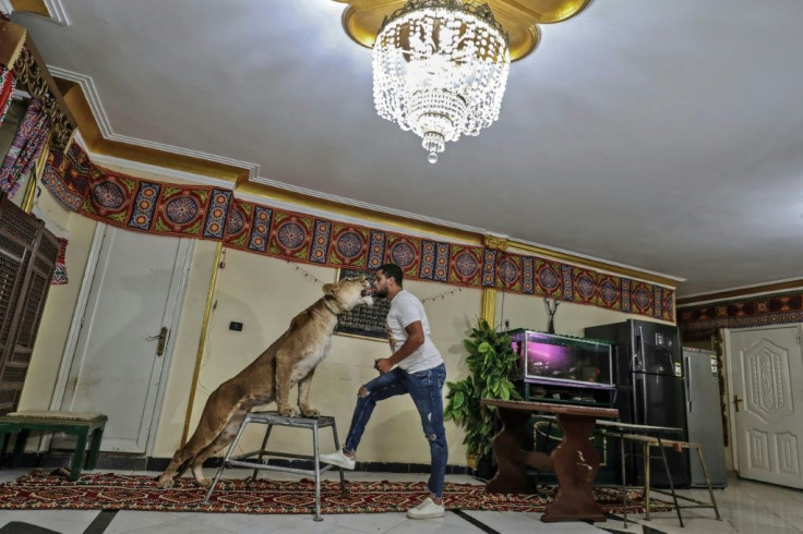 Ahsraf el-Helw rearranged the furniture in his Cairo home to make space for lion taming