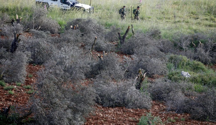 Israeli soldiers among felled olive trees on lands belonging to Palestinians (unseen) from al-Sawiyah village south of Nablus city in the occupied West Bank earlier this month