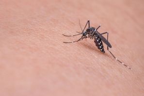 researchers discovered way to eliminate malaria mosquitoes