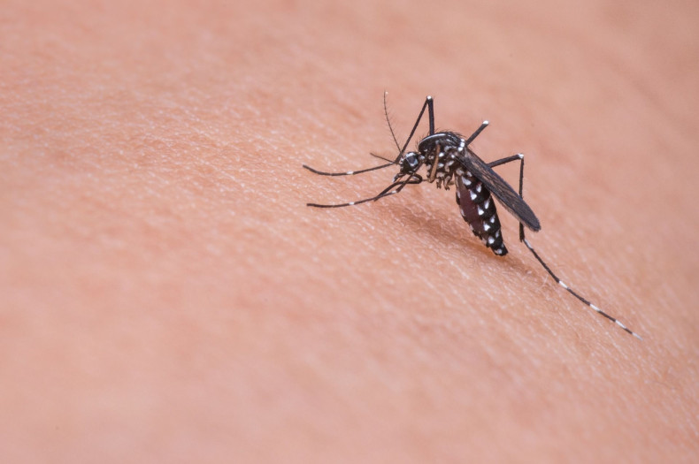 researchers discovered way to eliminate malaria mosquitoes