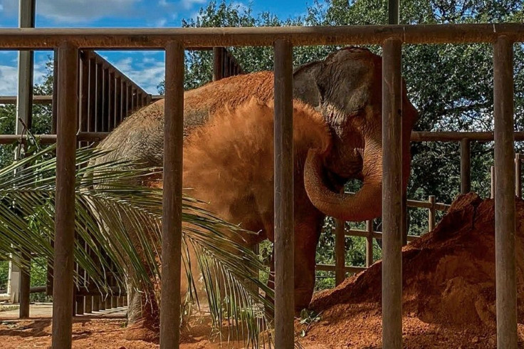 Mara the elephant arrives at the Elephant Sactuary in Mato Grosso state in Brazil after a four-day journey from Buenos Aires, Argentina