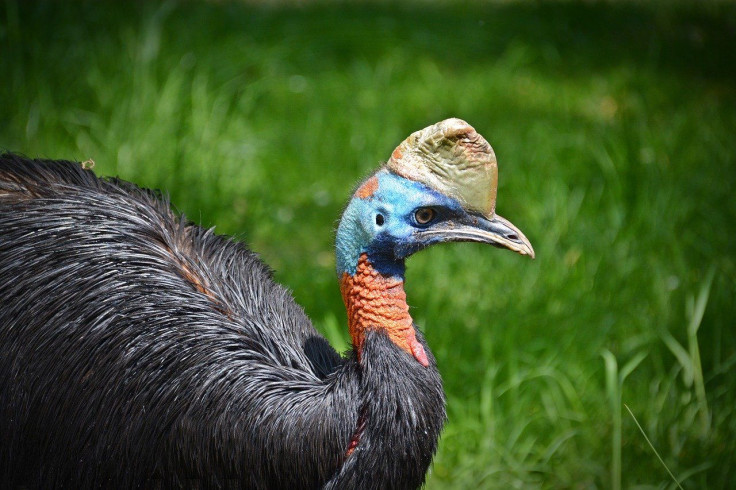 Cassowary