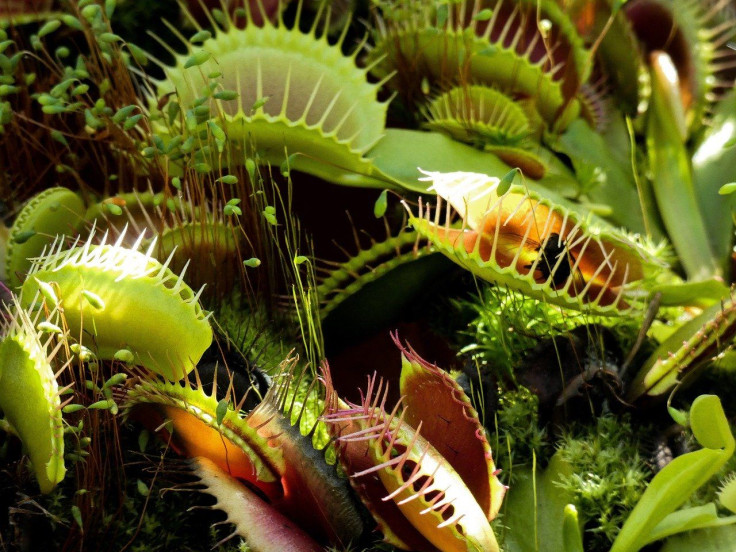 Venus Fly Trap