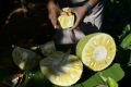 India, the world's biggest producer of jackfruit, is capitalising on its growing popularity as a "superfood" meat alternative -- touted by chefs from San Francisco to London for its pork-like texture when unripe