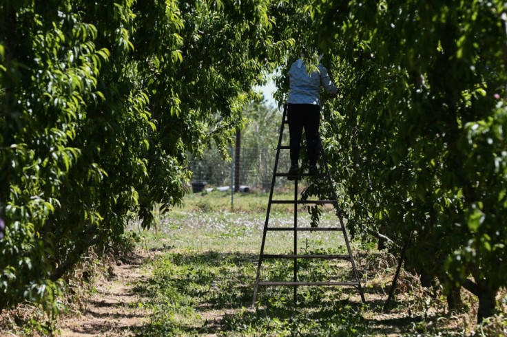 Greek farms attract many thousands of seasonal workers every year