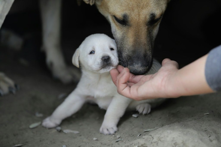 Puppy scammers will often ask for upfront payments to cover transport and then disappear