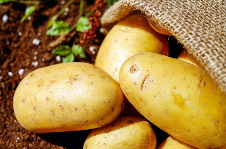 protein from potatoes can help maintain muscle