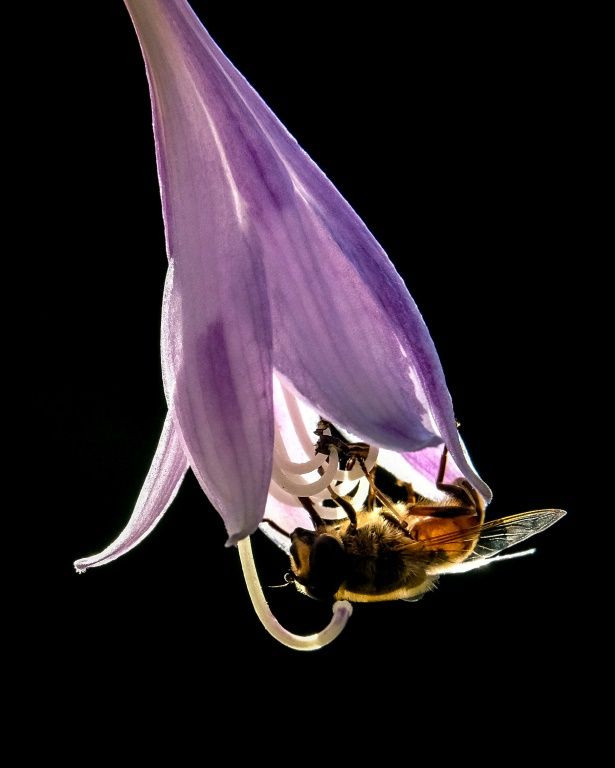 Bioscientist Karl Wotton and his team argue that hoverflies are sometimes even more effective pollinators than bumblebees