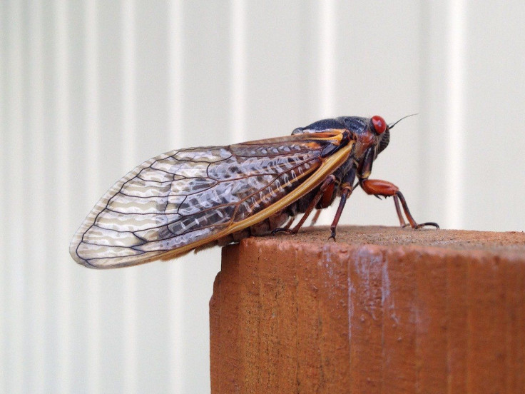 Periodical Cicadas