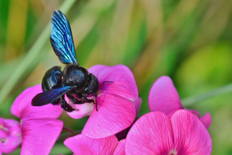 scientists rediscover a rare blue bee believed to have been extinct