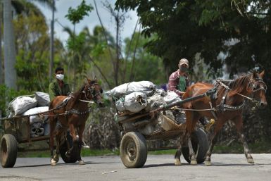 Cuban men wearing face masks transport food on their carts in the town of Bahia Honda - the country's economy is suffering due to the coronavirus crisis