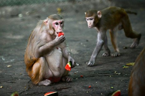 Two new studies of rhesus macaque monkeys provide hope that humans can develop protective immunity against coronavirus