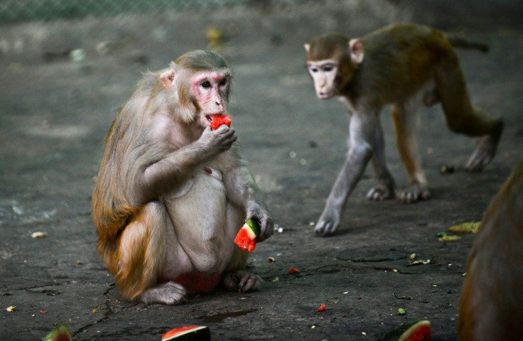 Two new studies of rhesus macaque monkeys provide hope that humans can develop protective immunity against coronavirus