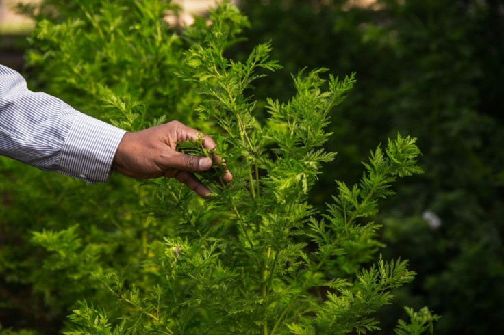 Sociologist Marcel Razafimahatratra questioned why artemisia was not used in China where the pandemic originated, noting that the plant has been used in Chinese medicine for centuries