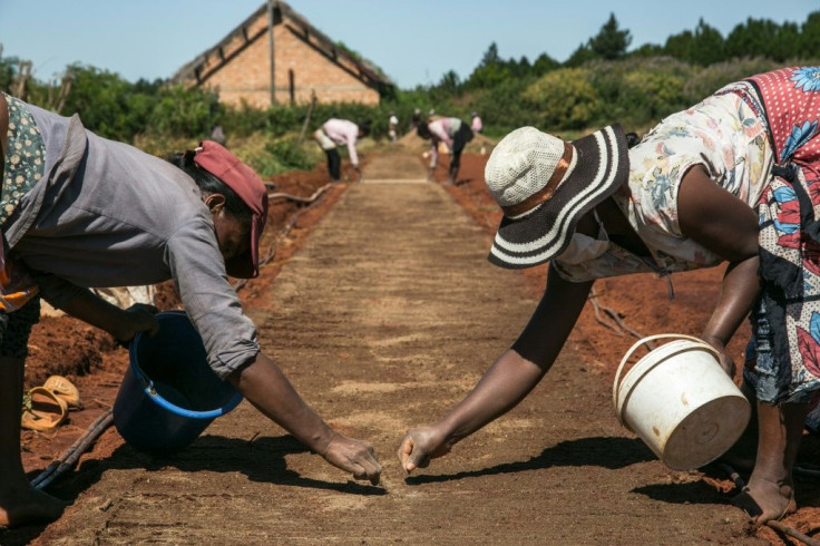 Bionexx CEO Charles Giblain describes artemisia as a "weed that can grow anywhere". Employees are shown sowing seeds at a nursery