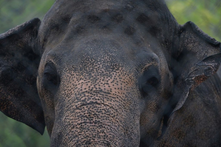 Singer Cher said hearing that Kaavan was to be freed was one of the greatest moments of her life