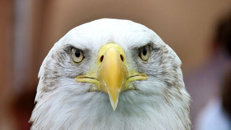 bald-eagle-standing-on-interstate