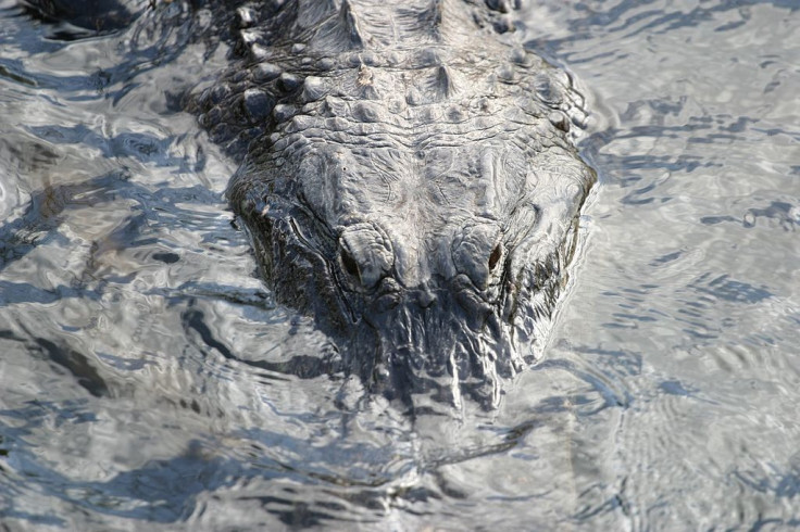 Mississippi Alligators