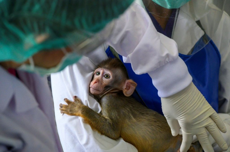 The testing phase on the macaque monkeys came after trials on mice were successful, researchers said