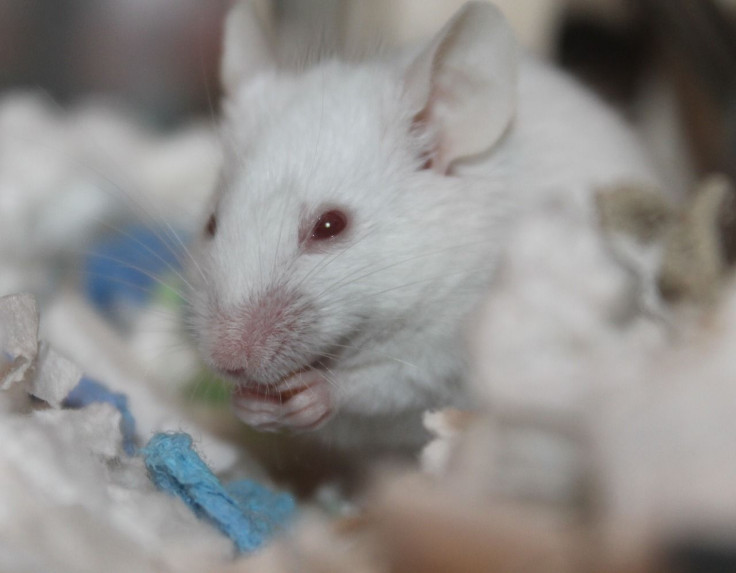 scientists discover how to prevent obesity in mice