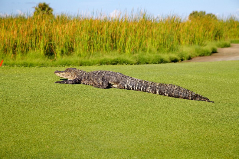 2 alligators fight at golf course south carolina