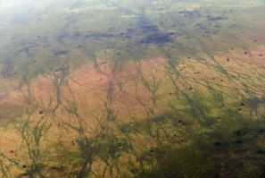 Intertwining hoof paths by a million migrating antelope across the underexplored landscape of South Sudan