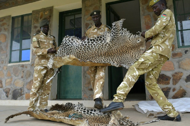 Game wardens with leopard skins, confiscated from bush hunters in surrounding rural communities who poach for subsistence and traditional trophies