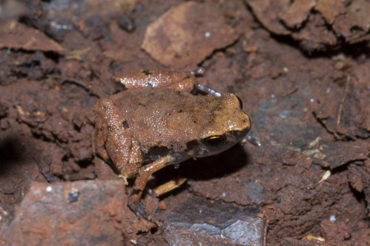 New Frog Species