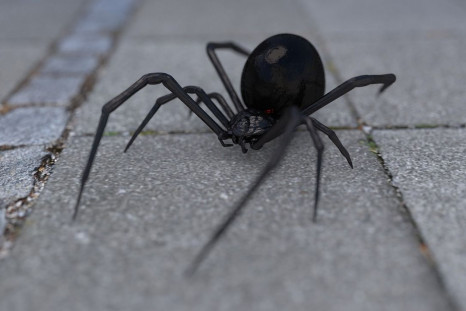 3 children rushed to hospital after they let a black widow spider bite them in the hopes of transforming them into Spider-Man