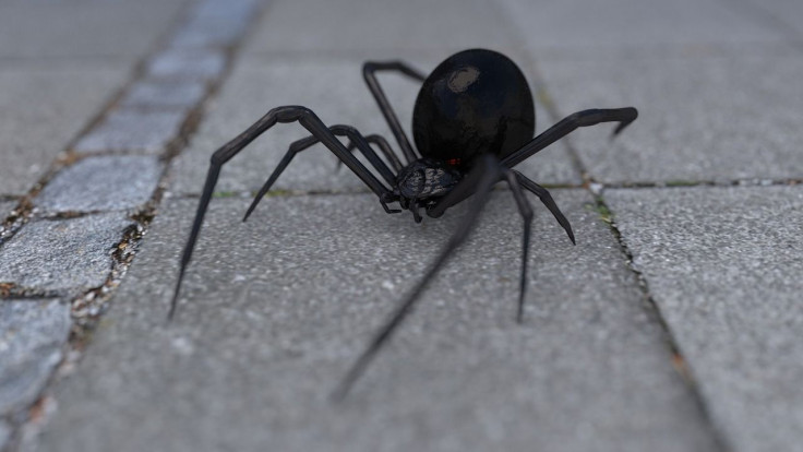3 children rushed to hospital after they let a black widow spider bite them in the hopes of transforming them into Spider-Man