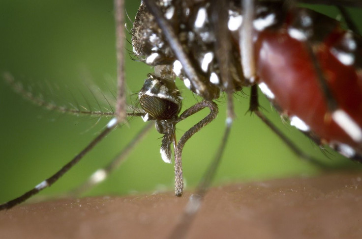 the island of Ibiza is being invaded by Asian tiger mosquitoes after pools were left untreated during the lockdown