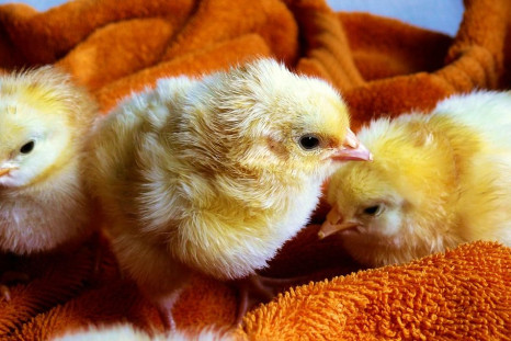 cdc issues warning against kissing and cuddling chicks and ducklings due to salmonella outbreak