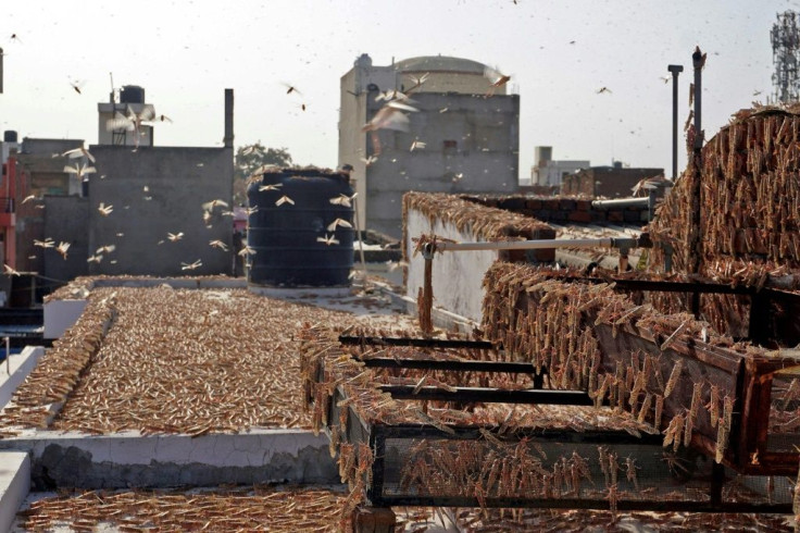 Residential areas in the state capital Jaipur were overwhelmed by locusts