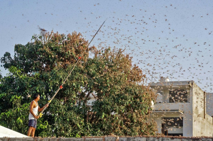 Locusts have caused massive damage to seasonal crops in two Indian states