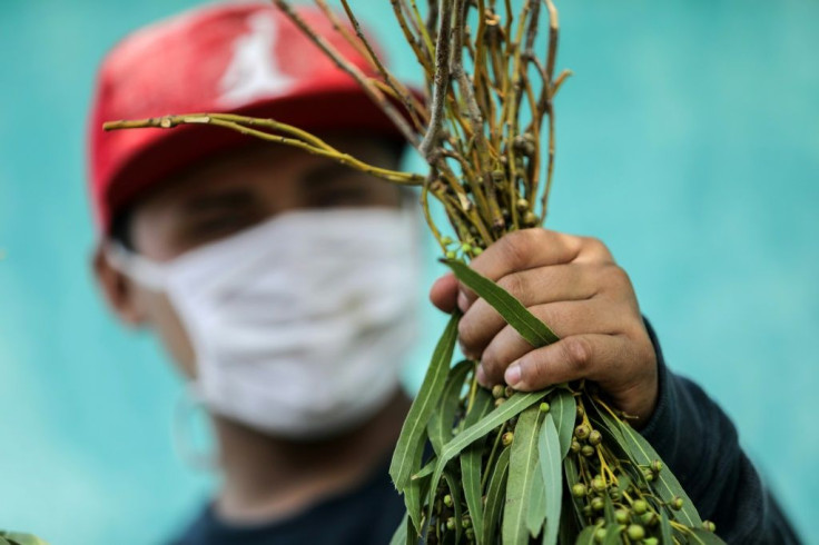 A man wears a face mask as he offers eucalyptus leaves for sale to make infusions against the coronavirus in a street of Managua, on May 21, 2020