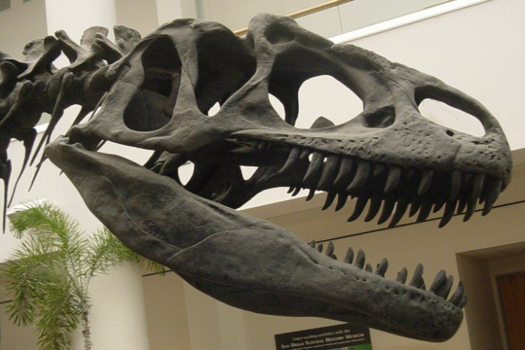 Allosaurus Skull