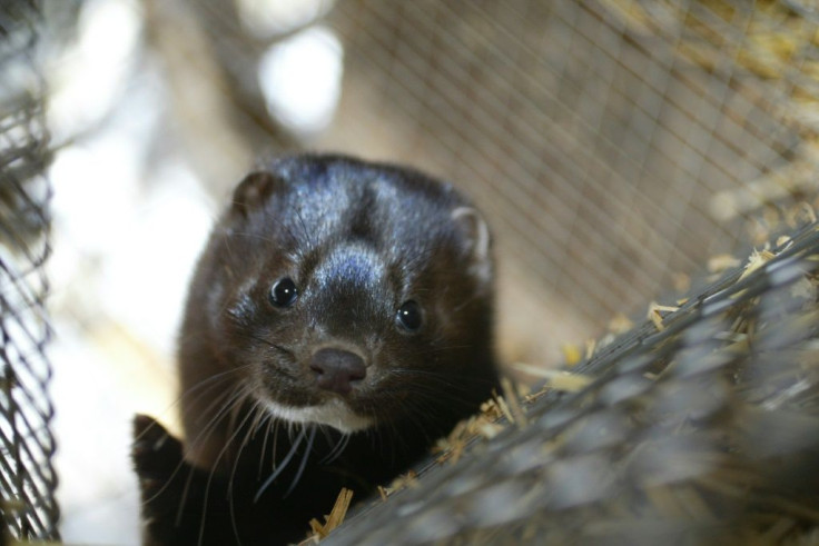 Mink farm workers in the south of the Netherlands were believed to have contracted the coronavirus from minks, which could be the "first known cases of animal-to-human transmission," the World Health Organization had said