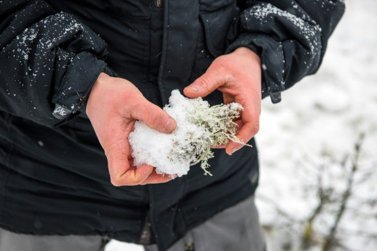 Unseasonable temperatures cause the snow to thaw and freeze again when the cold returns, building up thicker layers of ice that prevent the reindeer digging down through the snow to the lichenÂ 