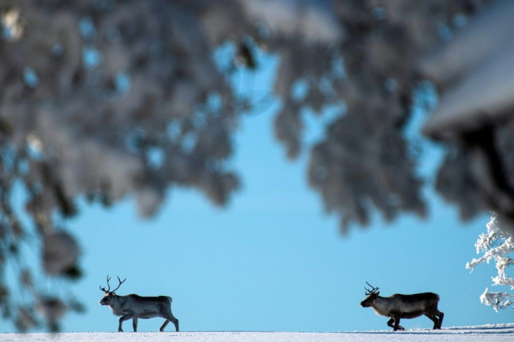 In Sweden, only the Sami are allowed to herd reindeer, raised for their meat, pelts and antlers