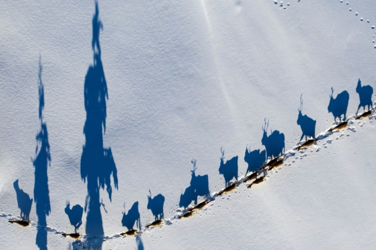 Sweden's Sami parliament estimates around 2,000 people are directly dependent on herding the country's 250,000 reindeer for a living