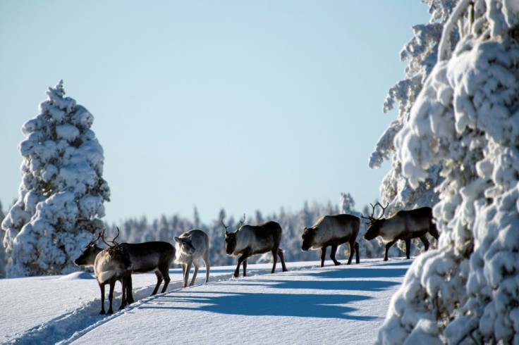 Reindeer herders are forced to go further afield to find grazing, pushing up costs and taking more time