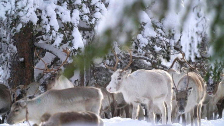 With milder winters in Sweden, members of the country's indigenous Sami community who herd reindeer say that changing weather patterns are forcing them to travel further and spend more money searching for food to stop their animals from starving.