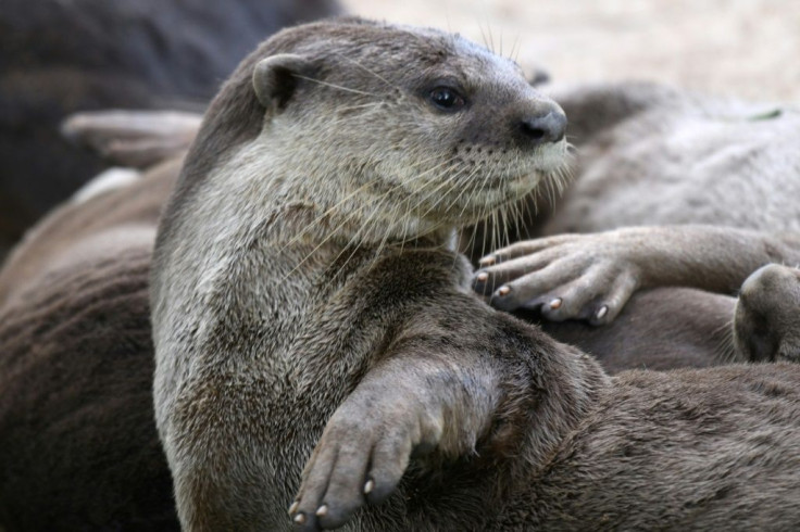 There are estimated to be about 90 otters in Singapore, making up 10 families, and appearances at popular tourist sites around the city-state's downtown waterfront had transformed them into local celebrities