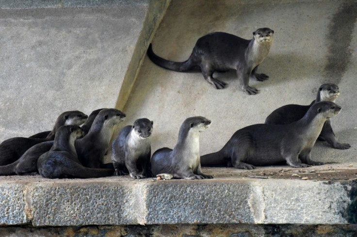 With the streets empty, the creatures have been spotted hanging out by a shopping centre, scampering through the lobby of a hospital and even feasting on pricey fish stolen from a pond