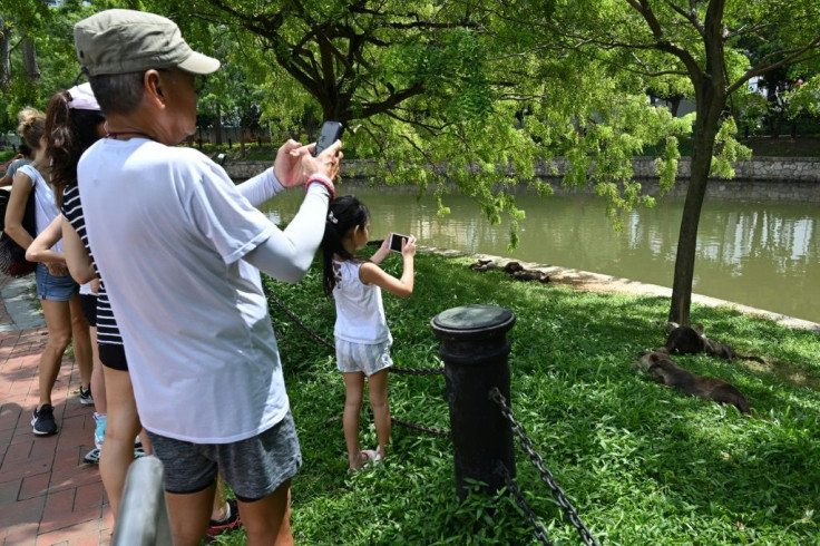 Fans say people should celebrate the return of an animal that was driven out of Singapore by coastal development and water pollution around the 1970s, and only started reappearing in the 1990s as waterways were cleaned