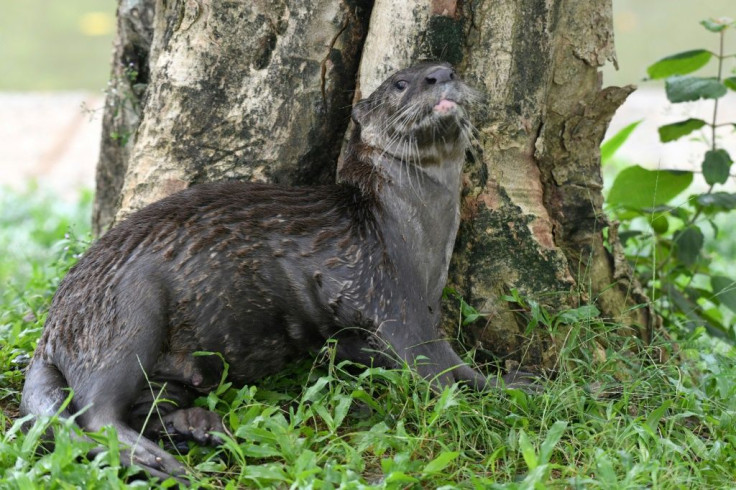This is my park: Singapore's adored otters have been reclaiming unexpected places during the city-state's lockdown